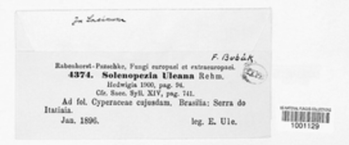 Solenopezia uleana image